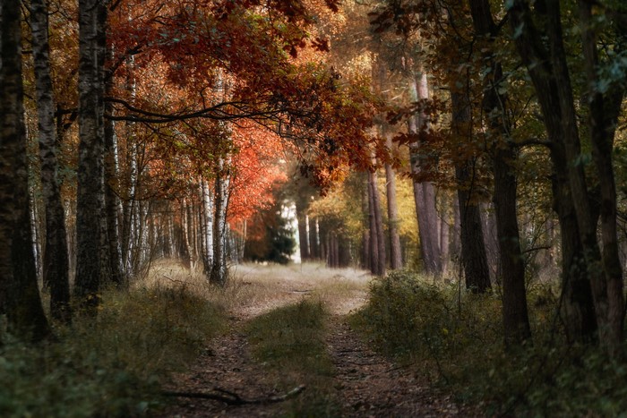 Forest path with autumn leaves