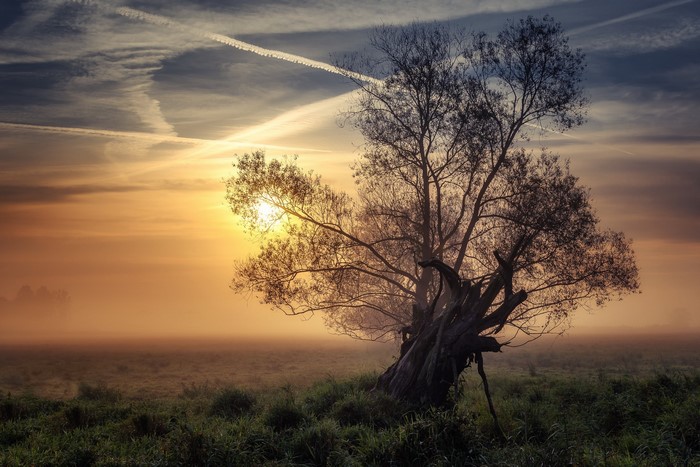 Tree in misty field at sunrise with chemtrails