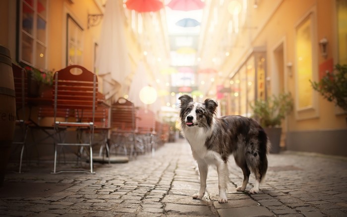 Australian Shepherd dog in a European street cafe