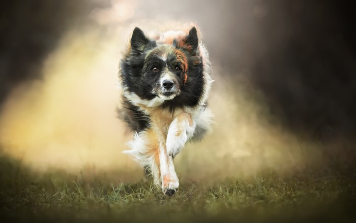 A dog running through a grassy field