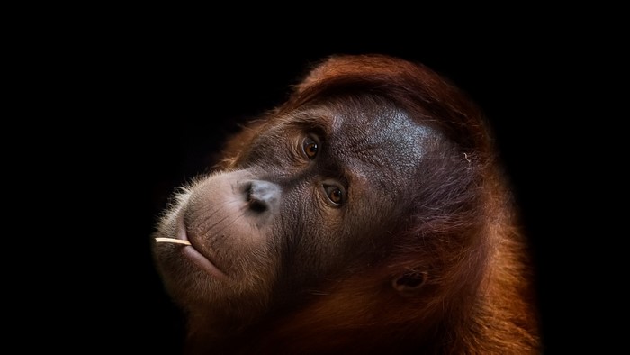 Close-up portrait of an orangutan with a stick in its mouth