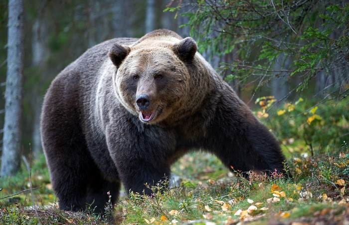 Brown bear in a forest