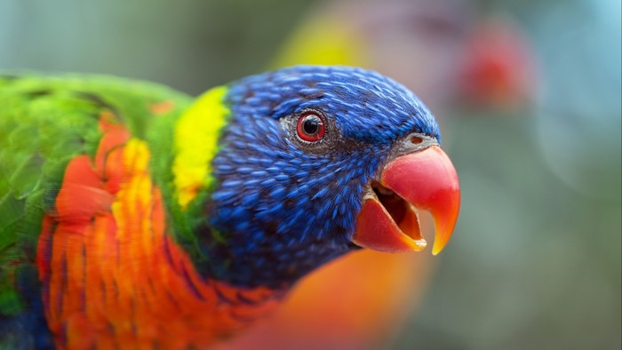 Close-up of a colorful rainbow lorikeet parrot