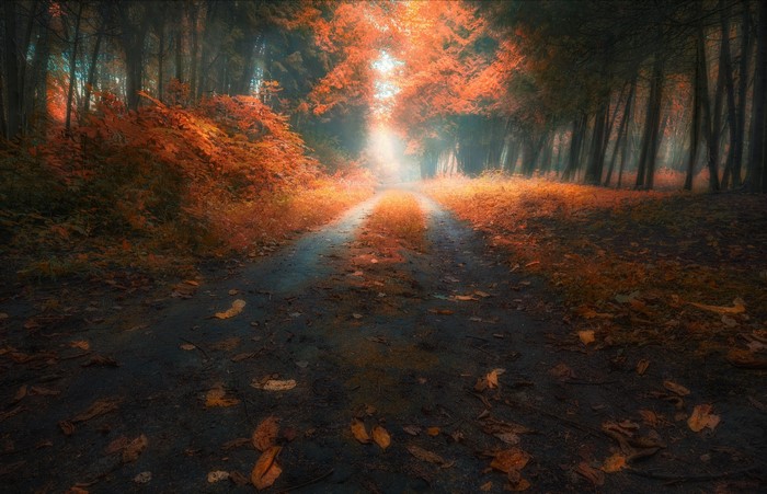 A dirt road through an autumn forest with red leaves