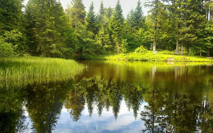 A tranquil lake reflects a dense forest and sky.