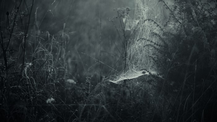 Spider webs in misty dark nature plants