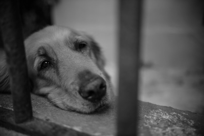 Monochrome sad dog behind bars