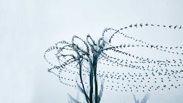 A flock of birds in motion blur around a tree