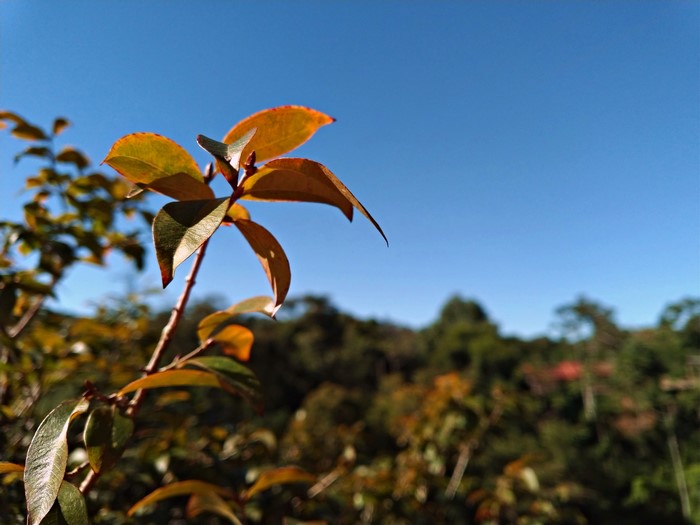 Leaves against blue sky and forest
