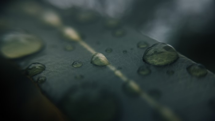 Macro shot of water drops on a leaf