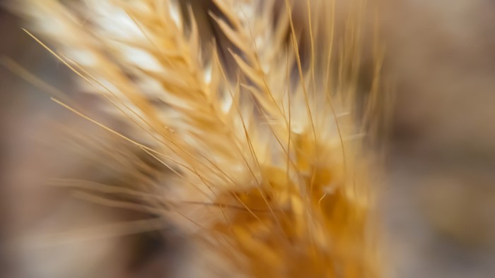 Macro shot of wheat with water drops