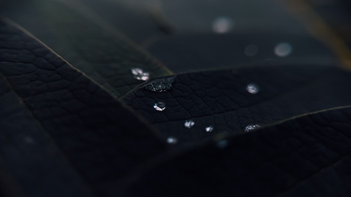Macro shot of dark leaves with water drops