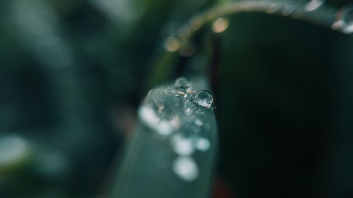 Macro shot of water drops on a blade of grass