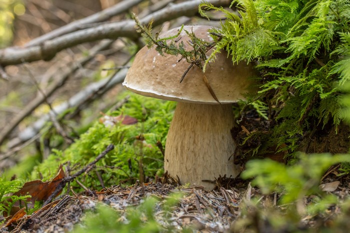 Mushroom growing in mossy forest floor