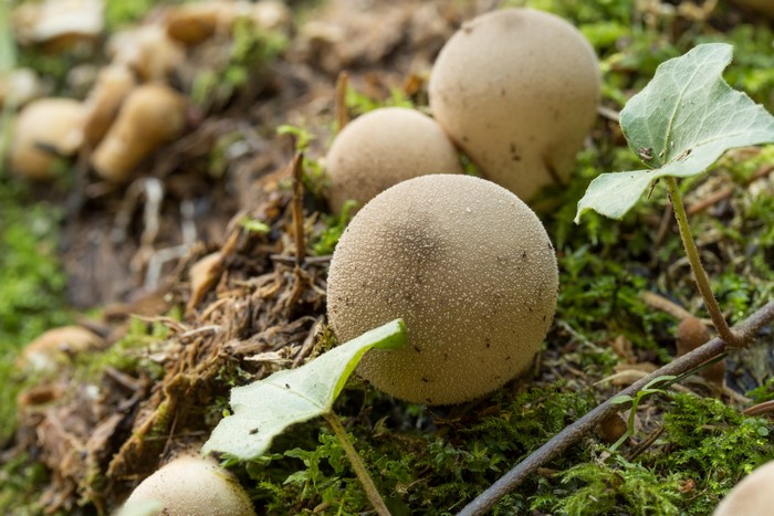 Puffball mushrooms growing on mossy forest floor