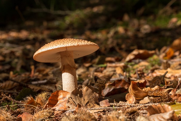 Mushroom in a forest with fallen leaves