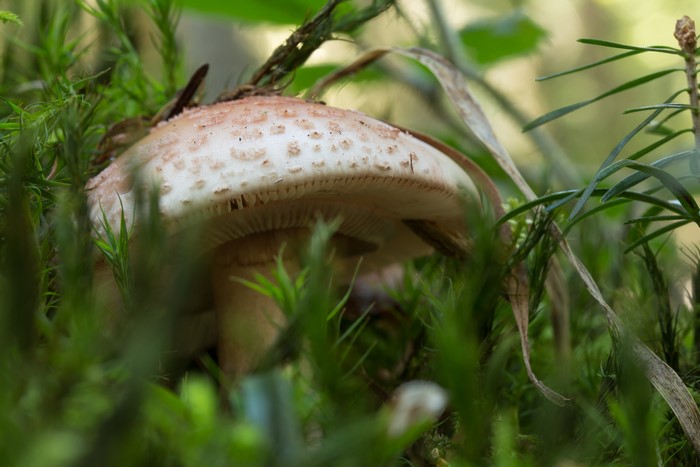 Mushroom growing in mossy forest floor