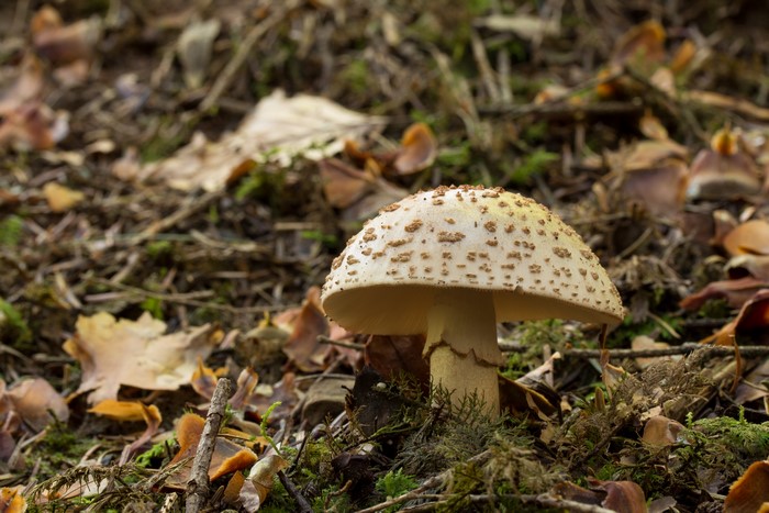 Amanita mushroom with brown spots on forest floor