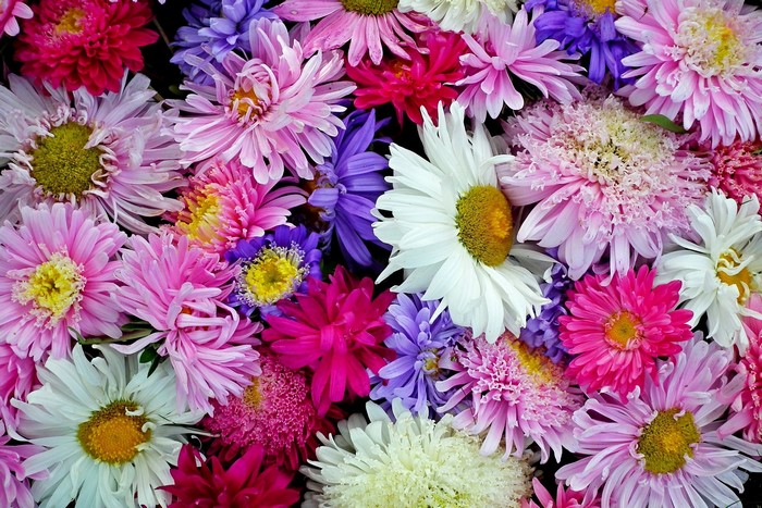 A colorful arrangement of aster flowers