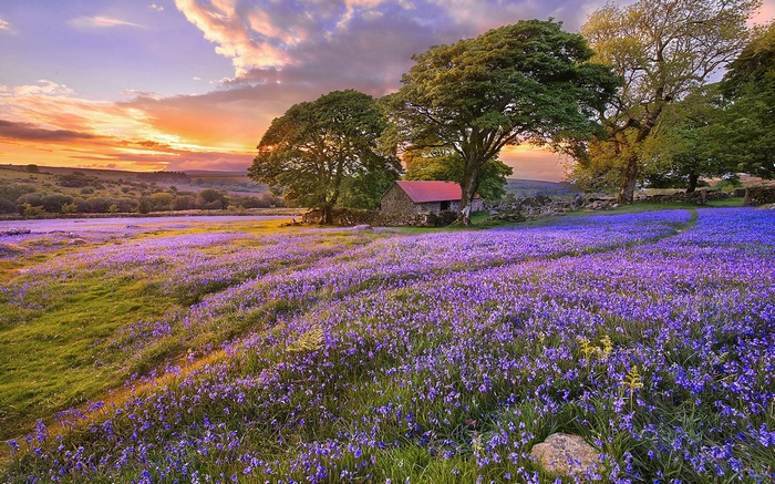Field of bluebells with a stone cottage and trees at sunset