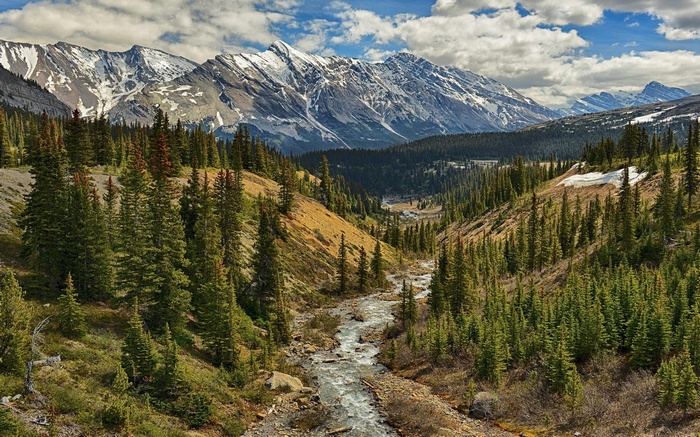 Mountain valley with a river and pine trees