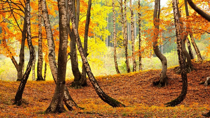 Autumn forest with birch trees and fallen leaves