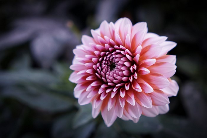 Close-up of a pink and orange dahlia flower