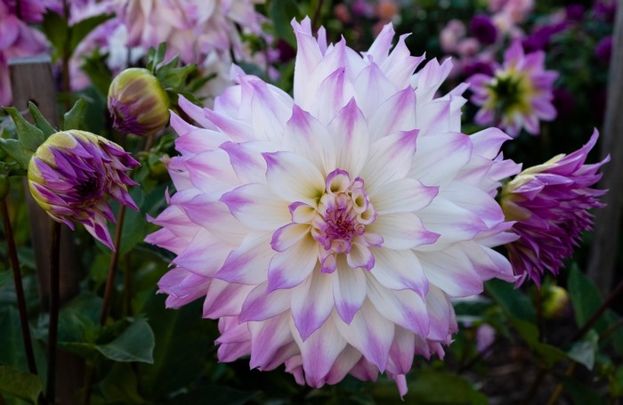 White and purple dahlia flowers in a garden