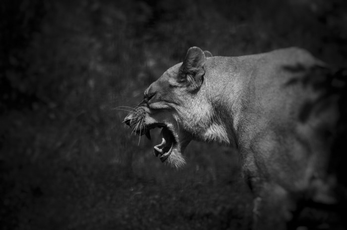 Lioness roaring in black and white