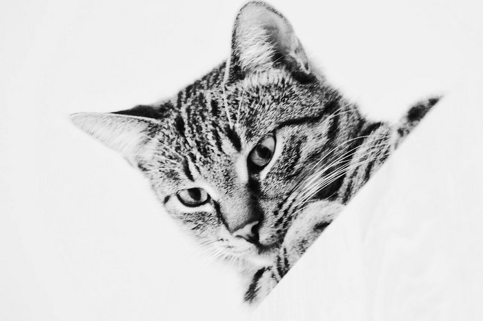 Close-up portrait of a tabby cat