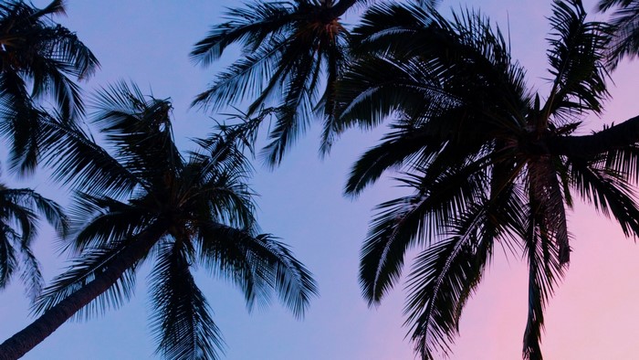 Palm trees against a violet and pink sunset sky