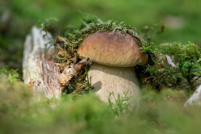 Mushroom growing on mossy wood in a forest