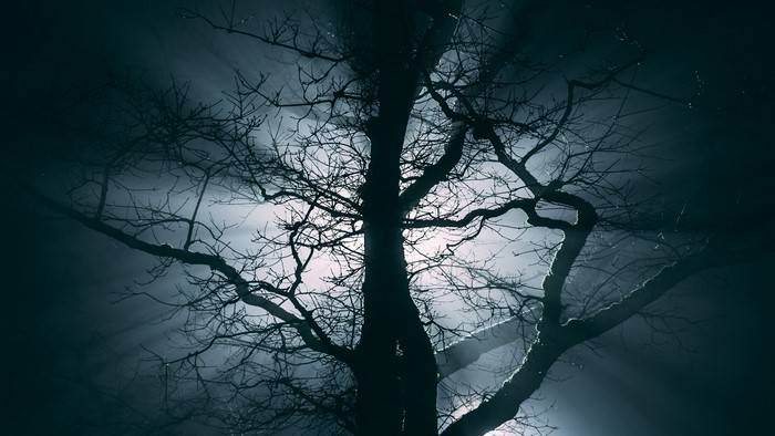 Bare tree branches against night sky with lights