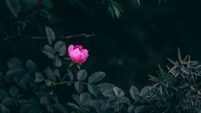 Pink rose bud with dark leaves and branches
