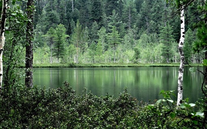 Forest lake with trees and reflections