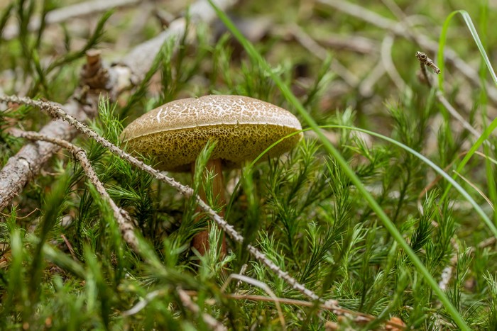 Mushroom growing in mossy forest floor