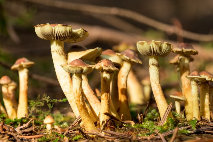 A cluster of mushrooms growing in a forest floor