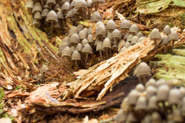 A cluster of small mushrooms growing on a decaying log