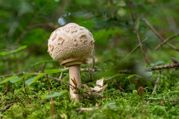 Parasol mushroom on mossy forest floor