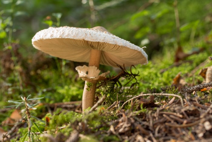 Mushroom growing in mossy forest floor