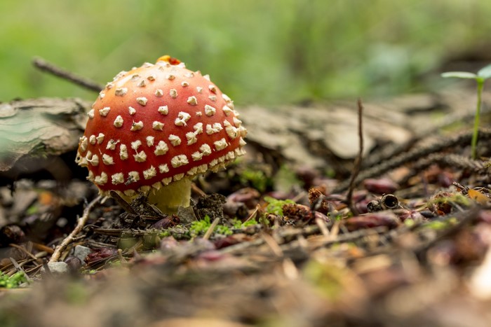 Amanita muscaria mushroom in a forest setting