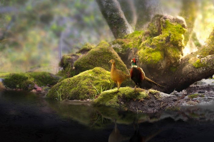 Two pheasants by a mossy stream in a forest