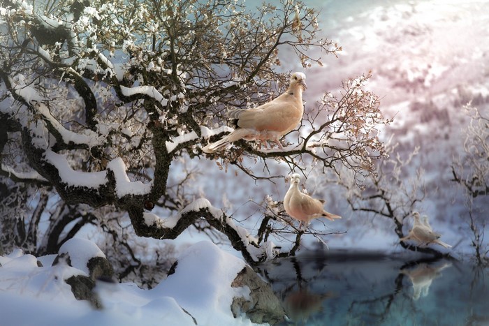Doves perched on snow-covered branches by a reflective body of water in winter