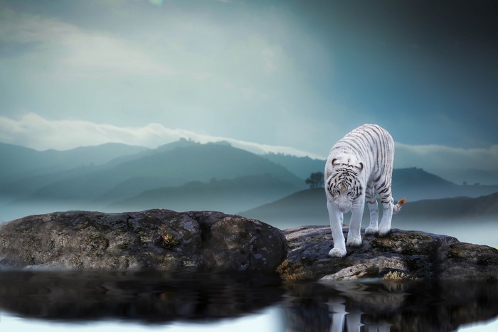 White tiger on rocks with misty mountains background