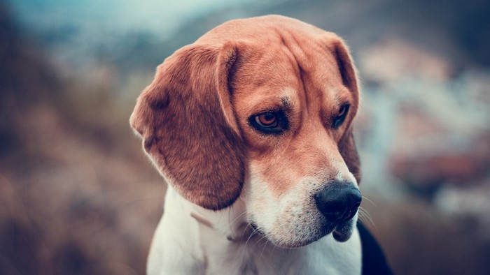 Close-up of a Beagle dog's face