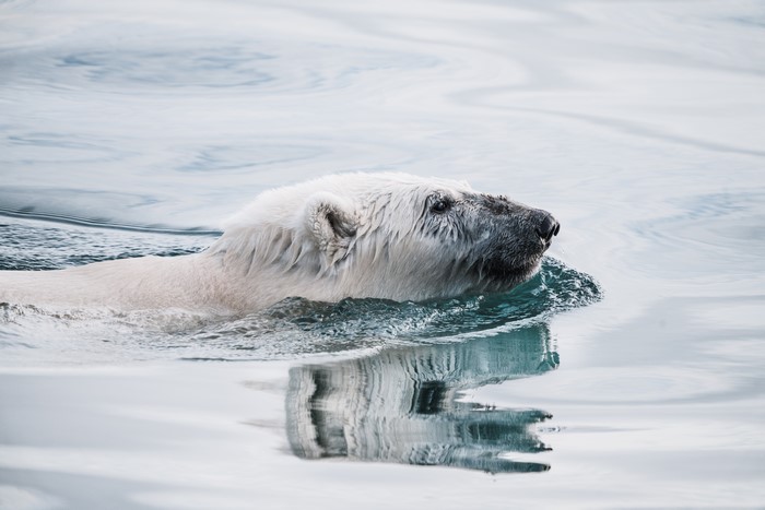 Polar bear swimming in water
