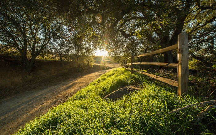 Dirt road with wooden fence and sunlit trees