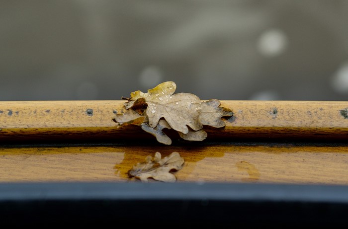 Fallen Oak Leaves with Water Droplets on Wood