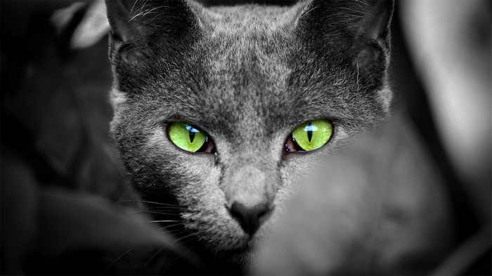 Close-up of a gray cat with bright green eyes