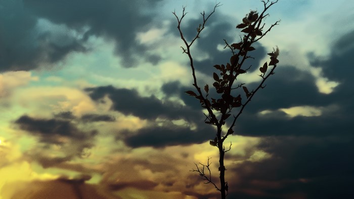 Silhouette of a tree branch against a dramatic sky
